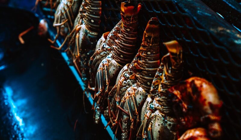 El costo social de la langosta espinosa, “el oro del mar” de Honduras y Nicaragua El costo social de la langosta espinosa, “el oro del mar” de Honduras y Nicaragua