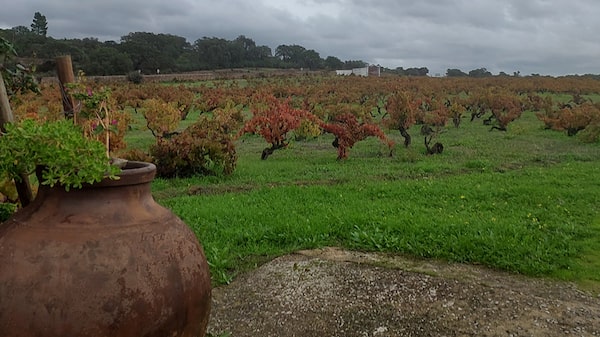Como os vinhos de plantas ‘velhas’ se tornaram o novo luxo do Alentejo Como os vinhos de plantas ‘velhas’ se tornaram o novo luxo do Alentejo