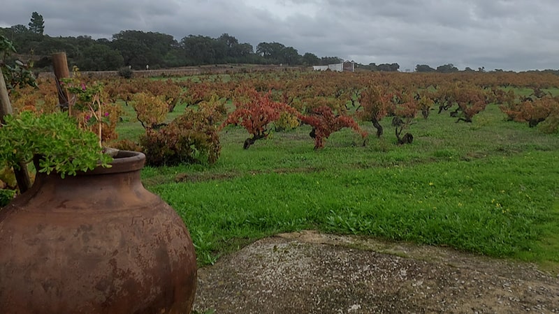 Como os vinhos de plantas ‘velhas’ se tornaram o novo luxo do Alentejo Como os vinhos de plantas ‘velhas’ se tornaram o novo luxo do Alentejo
