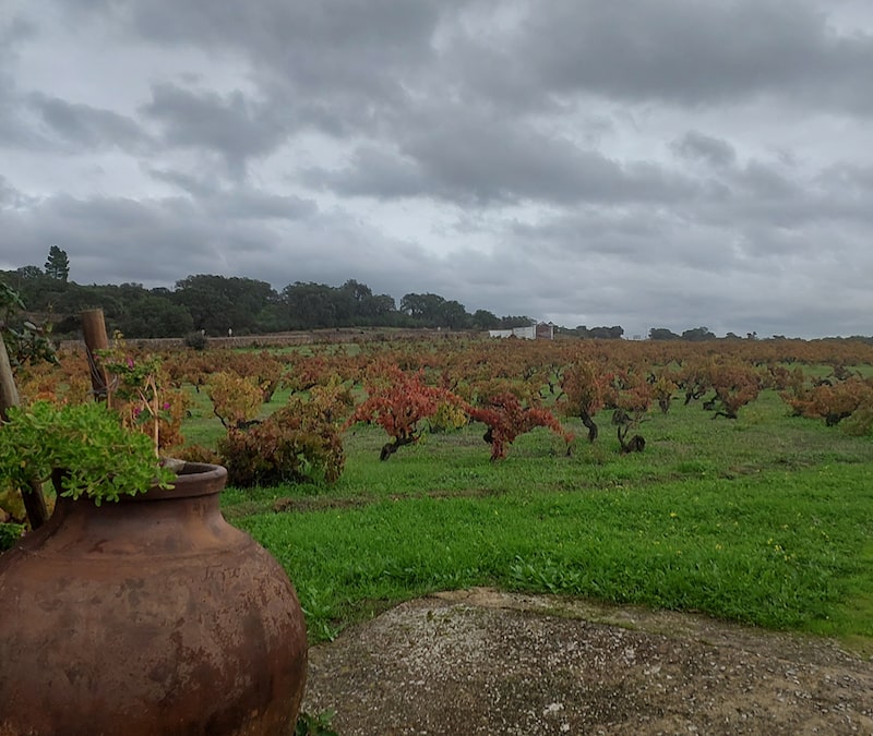 O passado na taça: como as vinhas velhas se tornaram o novo luxo do Alentejo O passado na taça: como as vinhas velhas se tornaram o novo luxo do Alentejo