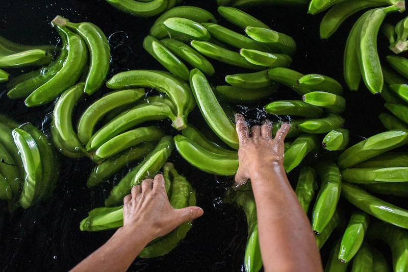 Bananos verdes Bananos verdes