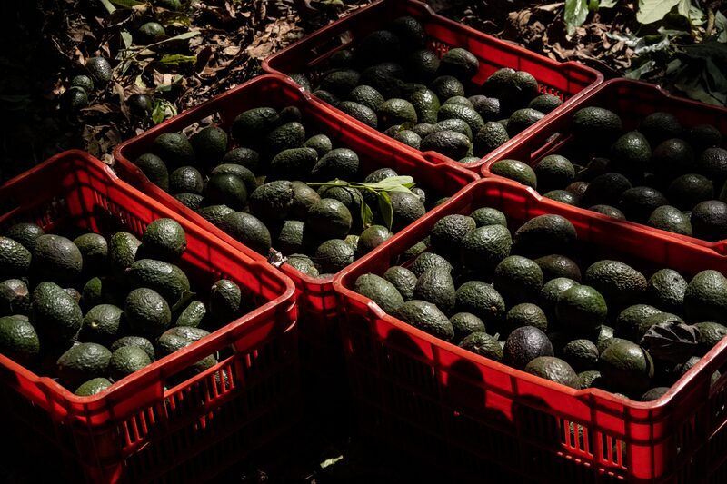EE.UU. detiene algunos envíos de aguacates mexicanos por incidente con un inspector EE.UU. detiene algunos envíos de aguacates mexicanos por incidente con un inspector