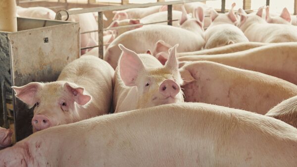 México reactiva importación de carne de Brasil y Argentina por inflación México reactiva importación de carne de Brasil y Argentina por inflación