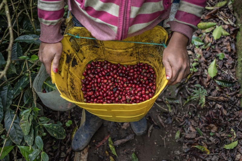 A worker washes freshly picked coffee cherries in Colombia. Photographer: Juan Cristobal Cobo/Bloomberg A worker washes freshly picked coffee cherries in Colombia. Photographer: Juan Cristobal Cobo/Bloomberg