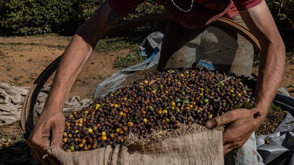 Mudanças climáticas aceleram produção de robusta em relação ao grão arábica no Brasil Mudanças climáticas aceleram produção de robusta em relação ao grão arábica no Brasil