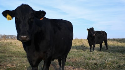 Carne bovina dos EUA ganha vantagem na China com restrições a Brasil e Austrália Carne bovina dos EUA ganha vantagem na China com restrições a Brasil e Austrália
