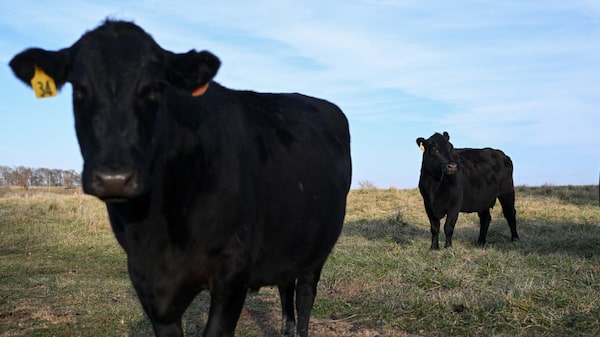 Carne bovina dos EUA ganha vantagem na China com restrições a Brasil e Austrália Carne bovina dos EUA ganha vantagem na China com restrições a Brasil e Austrália