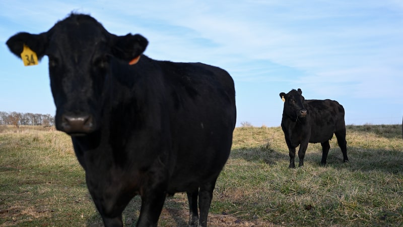 Carne bovina dos EUA ganha vantagem na China com restrições a Brasil e Austrália Carne bovina dos EUA ganha vantagem na China com restrições a Brasil e Austrália