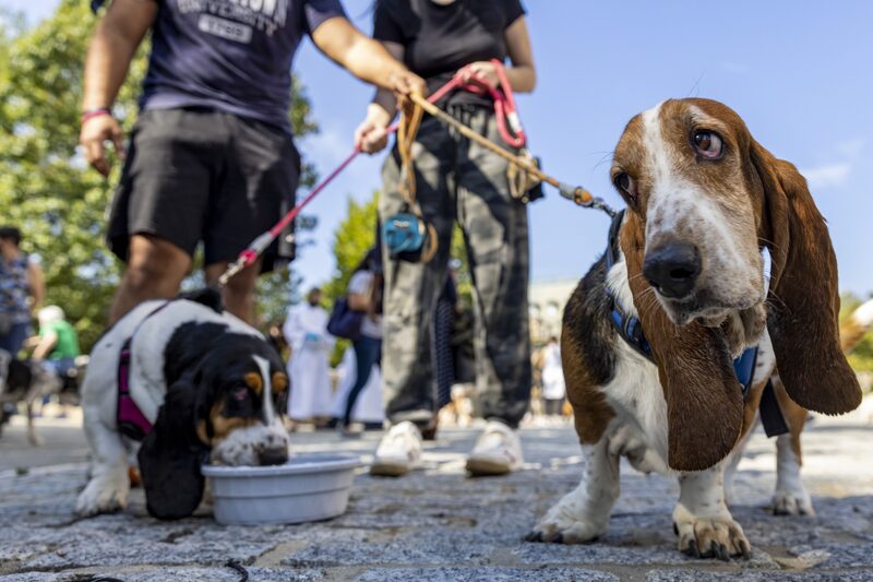 Eliminar a criação de cães e gatos não resolveria o problema da humanidade de aquecimento global (Foto: Tasos Katopodis/Getty Images) Eliminar a criação de cães e gatos não resolveria o problema da humanidade de aquecimento global (Foto: Tasos Katopodis/Getty Images)