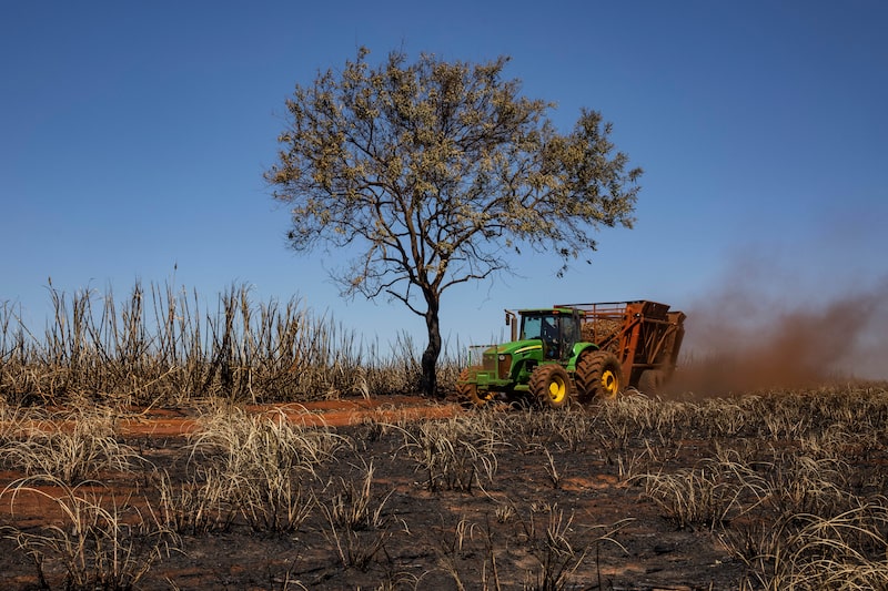 Massive Fires To Hurt Sugar Production In Top Supplier Brazil Massive Fires To Hurt Sugar Production In Top Supplier Brazil