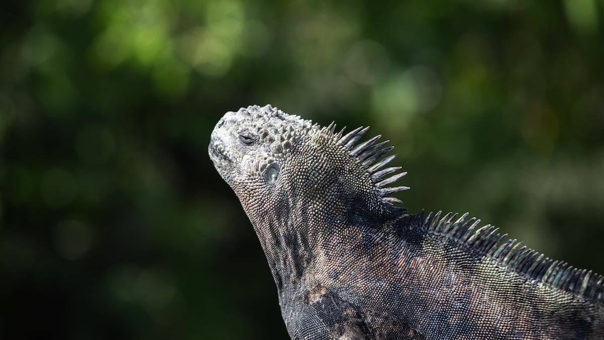 El dilema de Galápagos: conservar un ecosistema único ante las presiones del turismo