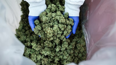 Trump planea impulsar la reclasificación del cannabis como menos peligroso Trump planea impulsar la reclasificación del cannabis como menos peligroso