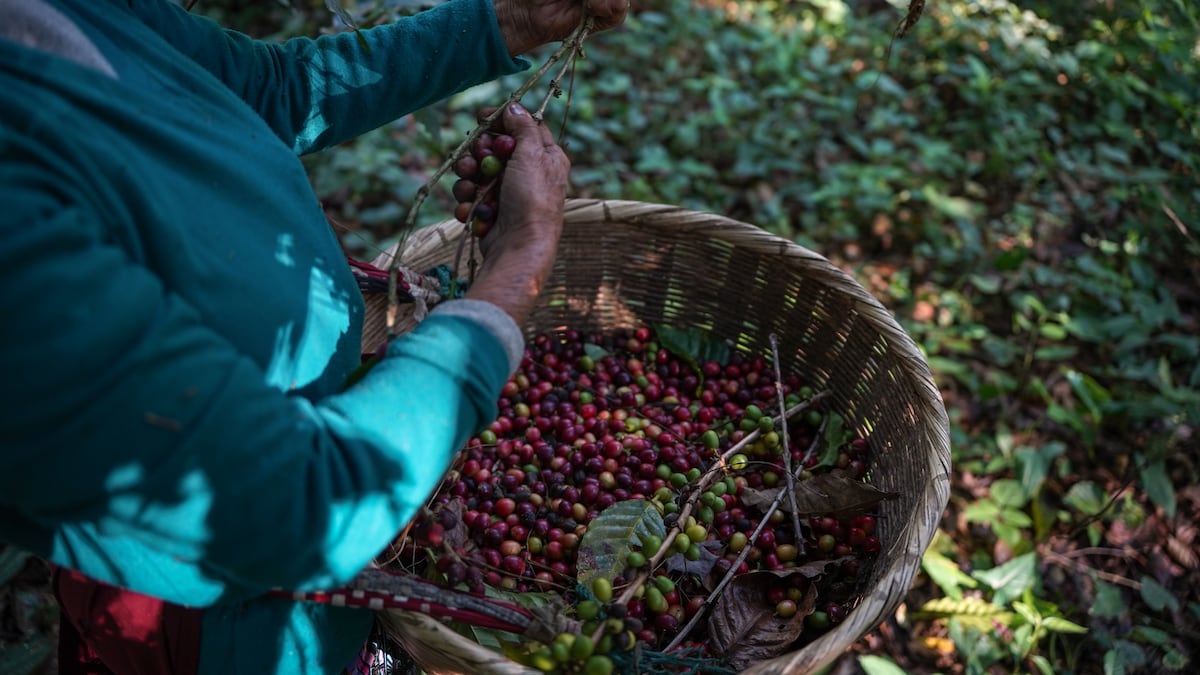 El Niño amenaza los precios de los alimentos, del café al cacao: ¿cuánto pueden subir?