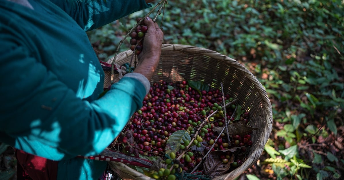 El Niño y el alza de precios agrícolas en 2026