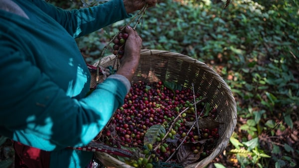 El Niño amenaza los precios de los alimentos, del café al cacao: ¿cuánto pueden subir? El Niño amenaza los precios de los alimentos, del café al cacao: ¿cuánto pueden subir?