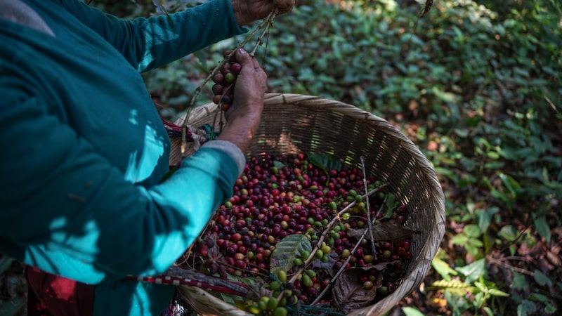 El Niño amenaza los precios de los alimentos, del café al cacao: ¿cuánto pueden subir? El Niño amenaza los precios de los alimentos, del café al cacao: ¿cuánto pueden subir?