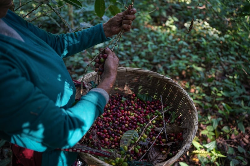 A worker harvests coffee cherries at the El Espino Cooperative coffee farm in Santa Tecla, El Salvador, on Monday, Jan. 12, 2026. Coffee prices are expected to decline this year as bumper harvests boost global surpluses, though agricultural markets remain increasingly vulnerable to geopolitical risks, according to a Rabobank report. Photographer: Camillo Freedman/Bloomberg A worker harvests coffee cherries at the El Espino Cooperative coffee farm in Santa Tecla, El Salvador, on Monday, Jan. 12, 2026. Coffee prices are expected to decline this year as bumper harvests boost global surpluses, though agricultural markets remain increasingly vulnerable to geopolitical risks, according to a Rabobank report. Photographer: Camillo Freedman/Bloomberg
