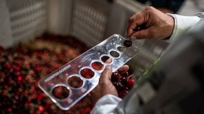 La próspera industria chilena de la cereza se esfuerza por satisfacer el apetito de China La próspera industria chilena de la cereza se esfuerza por satisfacer el apetito de China