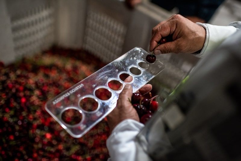 Cereza chilena Cereza chilena