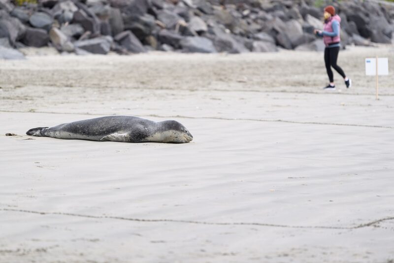 Foca en Nueva Zelanda Foca en Nueva Zelanda