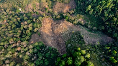 Gigantes do café criam iniciativa para mapear fazendas e combater o desmatamento Gigantes do café criam iniciativa para mapear fazendas e combater o desmatamento
