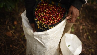 Café arábica registra su mayor alza desde 2022 por temores sobre la oferta de Brasil Café arábica registra su mayor alza desde 2022 por temores sobre la oferta de Brasil