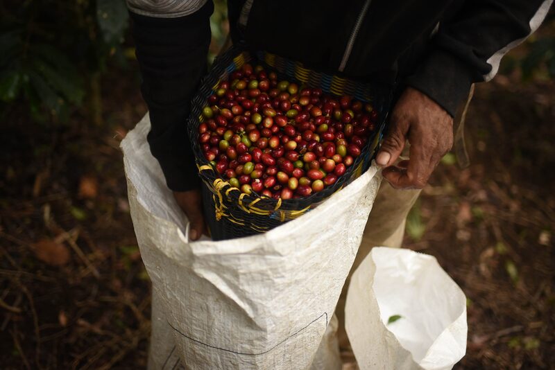 El café anota su mayor caída en dos meses, pero se mantiene por encima de los US$4 la libra El café anota su mayor caída en dos meses, pero se mantiene por encima de los US$4 la libra