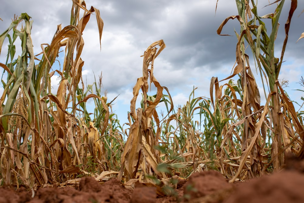 Zimbabwean Crops a Write-off Due to El Nino-Induced Drought Zimbabwean Crops a Write-off Due to El Nino-Induced Drought