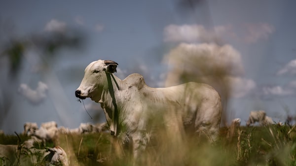 Brasil enfrenta arancel de 55% de China tras agotar su cuota anual de carne vacuna para 2026 Brasil enfrenta arancel de 55% de China tras agotar su cuota anual de carne vacuna para 2026