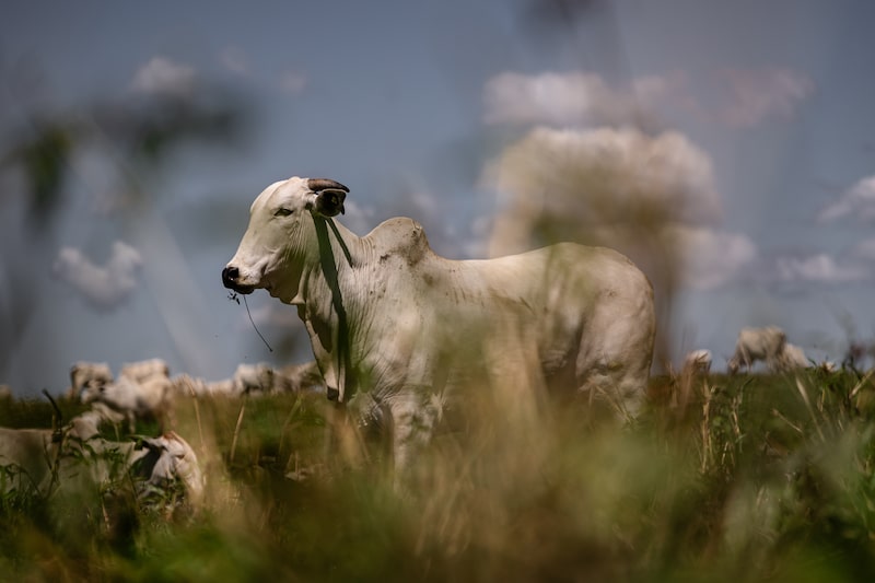 Cattle graze at the Grupo Roncador Fazenda Mantiqueira pasture in Pindamonhangaba, Sao Paulo state, Brazil. Photographer: Maira Erlich/Bloomberg Cattle graze at the Grupo Roncador Fazenda Mantiqueira pasture in Pindamonhangaba, Sao Paulo state, Brazil. Photographer: Maira Erlich/Bloomberg