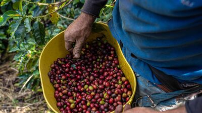Na Colômbia, plano contra tarifas passa por ampliar exportações de cafés especiais Na Colômbia, plano contra tarifas passa por ampliar exportações de cafés especiais