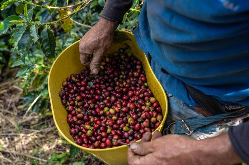 Segundo associação, o café 100% colombiano tem a oportunidade de ampliar sua fatia no mercado global por meio da industrialização. (Foto: Edinson Arroyo/ Bloomberg) Segundo associação, o café 100% colombiano tem a oportunidade de ampliar sua fatia no mercado global por meio da industrialização. (Foto: Edinson Arroyo/ Bloomberg)
