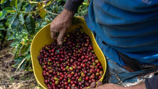 Las tres razones detrás del boom exportador del café colombiano Las tres razones detrás del boom exportador del café colombiano