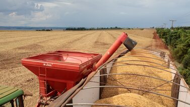 Trégua comercial avança: China adquire 1 milhão de toneladas de soja dos EUA Trégua comercial avança: China adquire 1 milhão de toneladas de soja dos EUA
