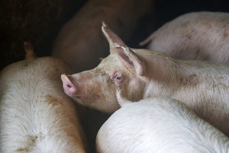 Nenhuma das empresas de capital aberto na Ásia reconheceu a amplitude do desmatamento no processo de fornecimento de proteína animal Nenhuma das empresas de capital aberto na Ásia reconheceu a amplitude do desmatamento no processo de fornecimento de proteína animal