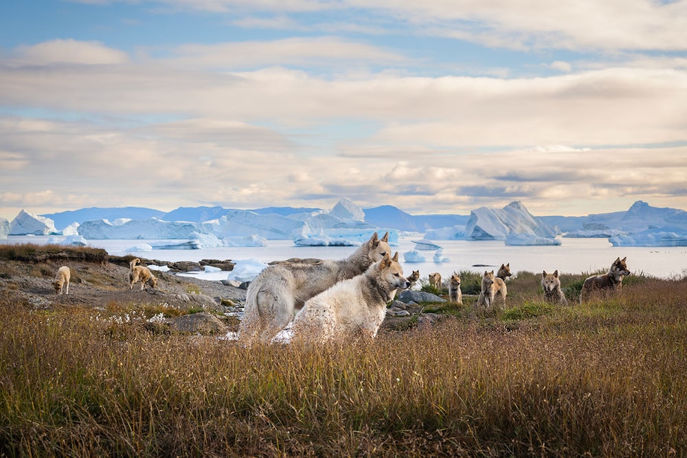 Em junho de 2025, a United Airlines iniciou voos diretos para Nuuk, capital da Groenlândia, trazendo mais de 4.500 americanos em uma temporada de turismo recorde. (Foto: Jackie Caradonio/Bloomberg) Em junho de 2025, a United Airlines iniciou voos diretos para Nuuk, capital da Groenlândia, trazendo mais de 4.500 americanos em uma temporada de turismo recorde. (Foto: Jackie Caradonio/Bloomberg)