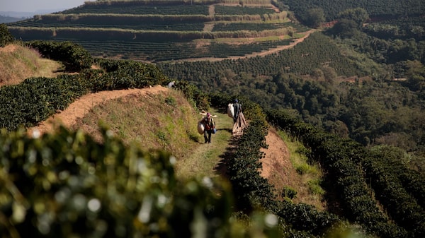 Instant Coffee Growing Trend Gives Brazil a Big Opportunity Instant Coffee Growing Trend Gives Brazil a Big Opportunity