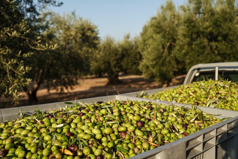 Freshly harvested green olives in crates on a grove ahead of olive oil production. Photographer: Konstantinos Tsakalidis/Bloomberg Freshly harvested green olives in crates on a grove ahead of olive oil production. Photographer: Konstantinos Tsakalidis/Bloomberg