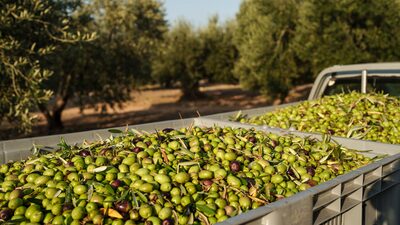 Brasil no siente alivio en precios del aceite de oliva pese a la mejora global, ¿por qué? Brasil no siente alivio en precios del aceite de oliva pese a la mejora global, ¿por qué?