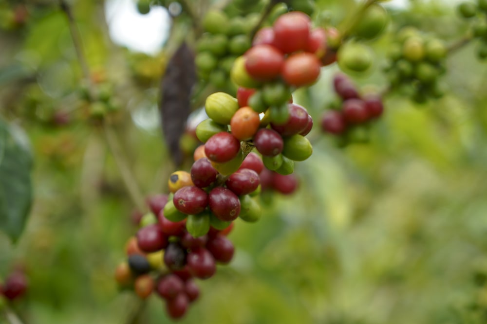 El colón de Costa Rica alcanza su nivel más fuerte desde 2005 El colón de Costa Rica alcanza su nivel más fuerte desde 2005