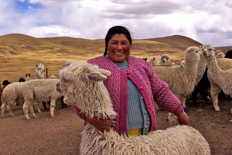 Exportación de suéteres de fibra de alpaca peruana creció 88,7% en el primer semestre. Exportación de suéteres de fibra de alpaca peruana creció 88,7% en el primer semestre.