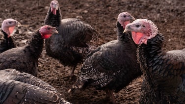 Doença é detectada em aves de fornecedor da MBRF e coloca exportações em risco Doença é detectada em aves de fornecedor da MBRF e coloca exportações em risco