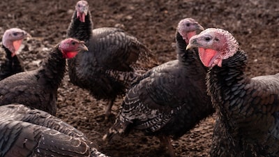 Doença é detectada em aves de fornecedor da MBRF e coloca exportações em risco Doença é detectada em aves de fornecedor da MBRF e coloca exportações em risco