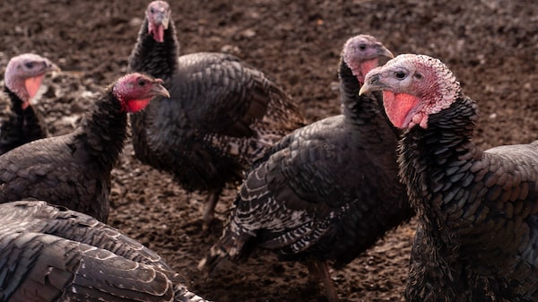 Doença é detectada em aves de fornecedor da MBRF e coloca exportações em risco Doença é detectada em aves de fornecedor da MBRF e coloca exportações em risco