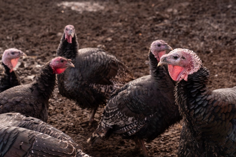 turkeys turkeys