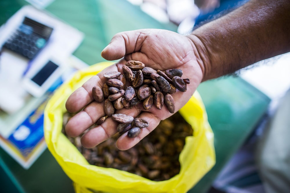 Agricultores venden vainas de cacao para secar y vender a empresas en una tienda mayorista en Vannappuram, Idukki, Kerala, India. Agricultores venden vainas de cacao para secar y vender a empresas en una tienda mayorista en Vannappuram, Idukki, Kerala, India.