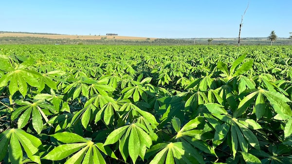 A vez da mandioca: como a Lorenz planeja substituir o açúcar na agroindústria A vez da mandioca: como a Lorenz planeja substituir o açúcar na agroindústria