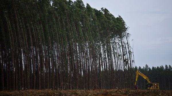 Joint venture de celulose de Dexco e Lenzing avalia emissão em dólar, dizem fontes Joint venture de celulose de Dexco e Lenzing avalia emissão em dólar, dizem fontes