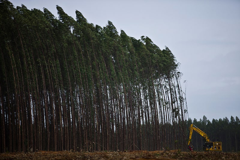 Plantação de eucaliptos Plantação de eucaliptos