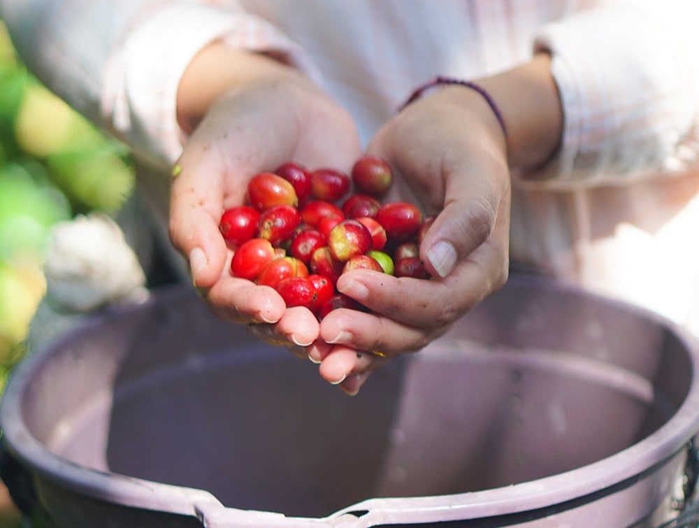 Granos de café arábica en una finca al occidente de Honduras. Granos de café arábica en una finca al occidente de Honduras.